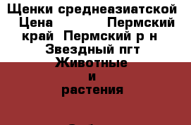 Щенки среднеазиатской › Цена ­ 5 000 - Пермский край, Пермский р-н, Звездный пгт Животные и растения » Собаки   
